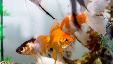 怎麼養魚|第一次養魚入門 新手飼養教學 – 寵物百科